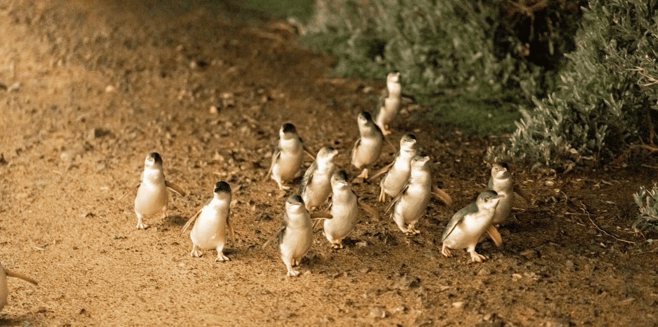 墨尔本：菲利普岛精品葡萄酒、美食与企鹅之旅| GetYourGuide, image size:1305x650