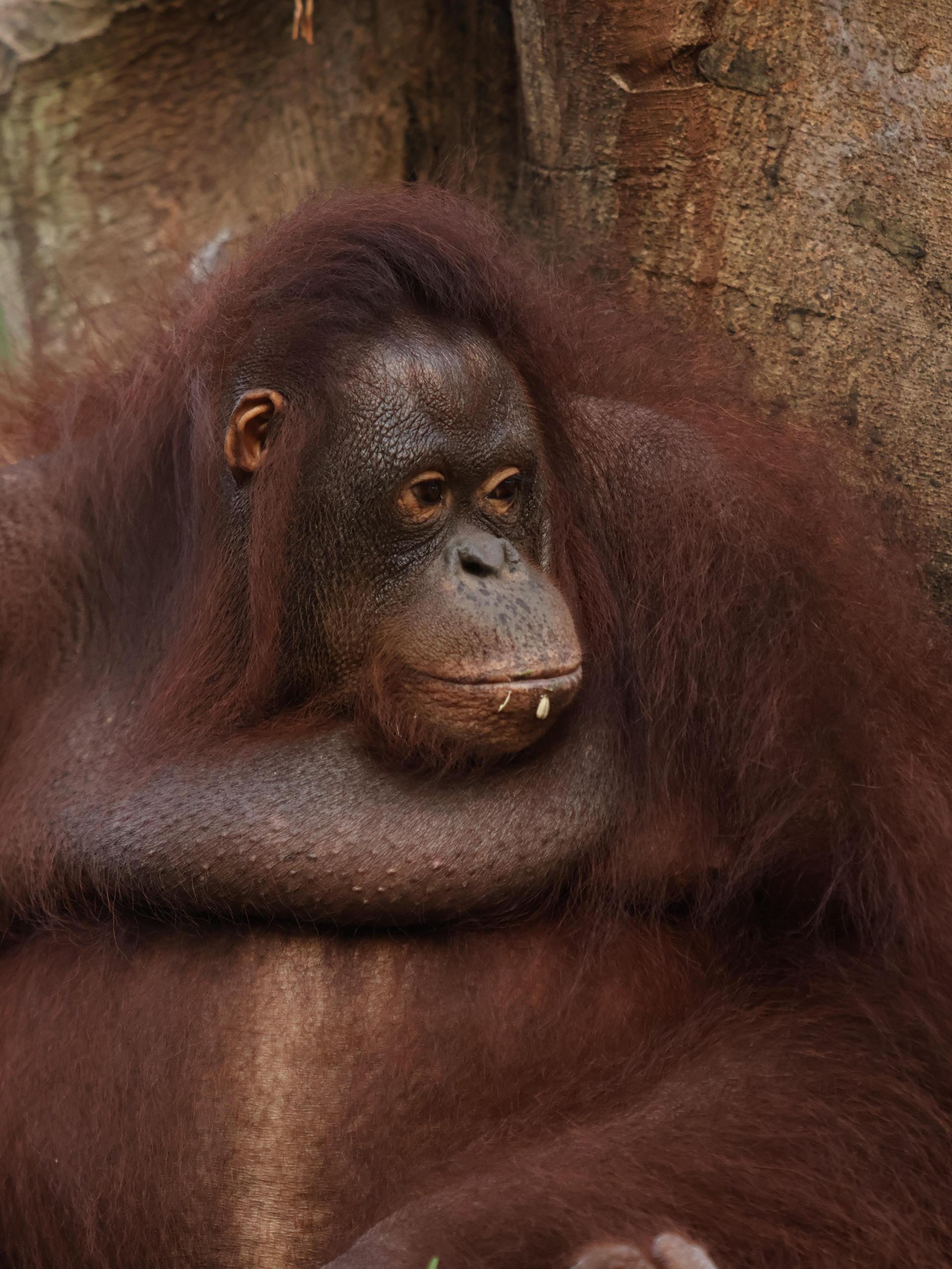 Bali Zoo: Guided Breakfast With Observing Orangutans - Thumbnail 7