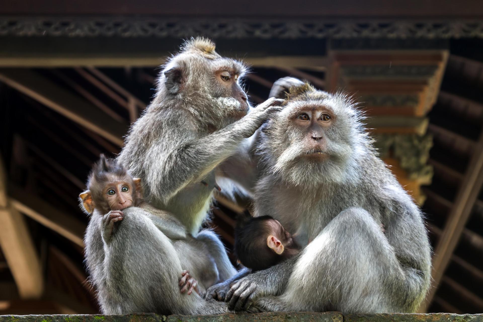 Ubud: All-Inclusive Tour with Optional Lunch - Thumbnail 8