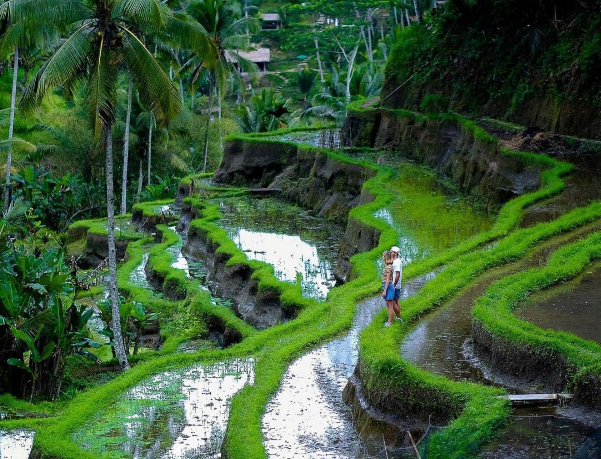 Bali: Tanah Lot, Jatiluwih Terrace, & Ulundanu Beratan Tour - Thumbnail 5