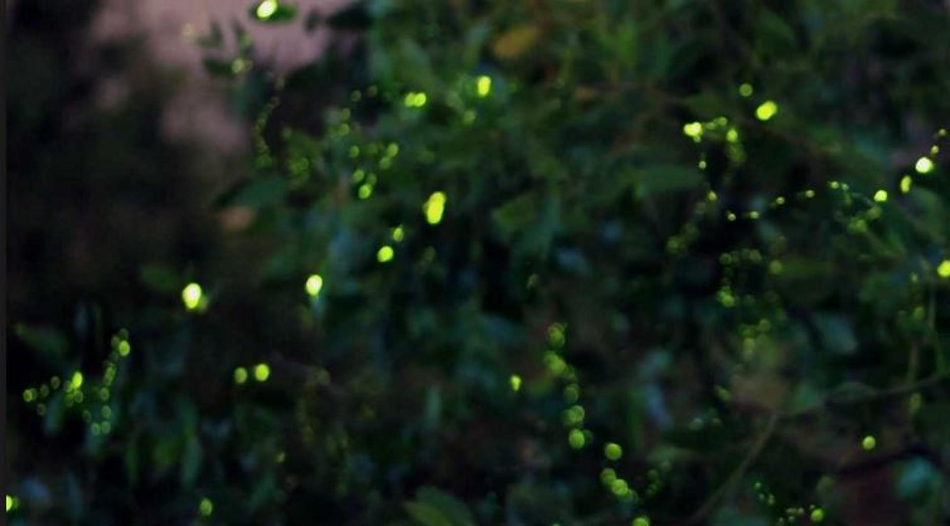Kuala Lumpur: Fireflies & Blue Tears Tour with Seafood Meal - Thumbnail 7