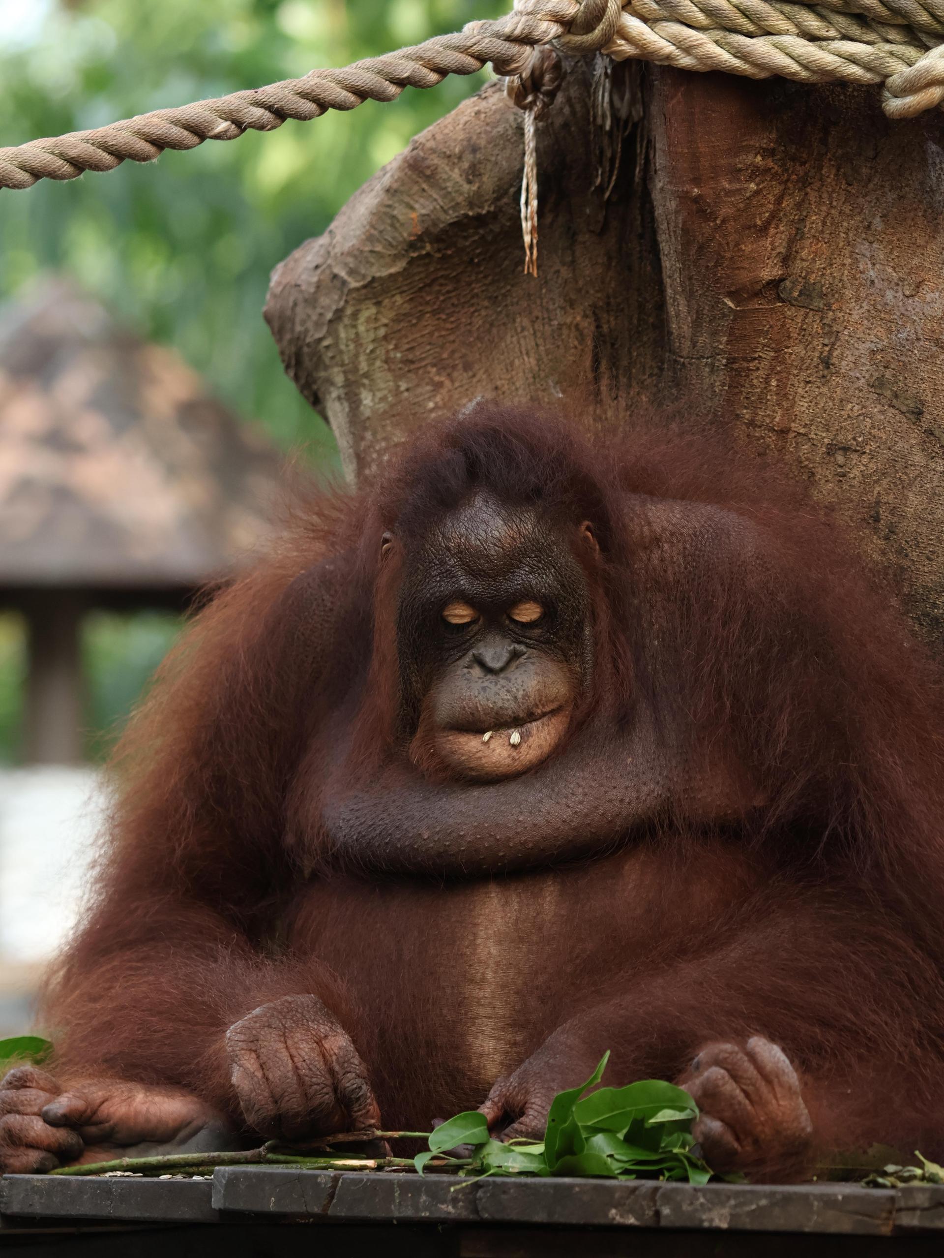 Bali Zoo: Guided Breakfast With Observing Orangutans - Thumbnail 9