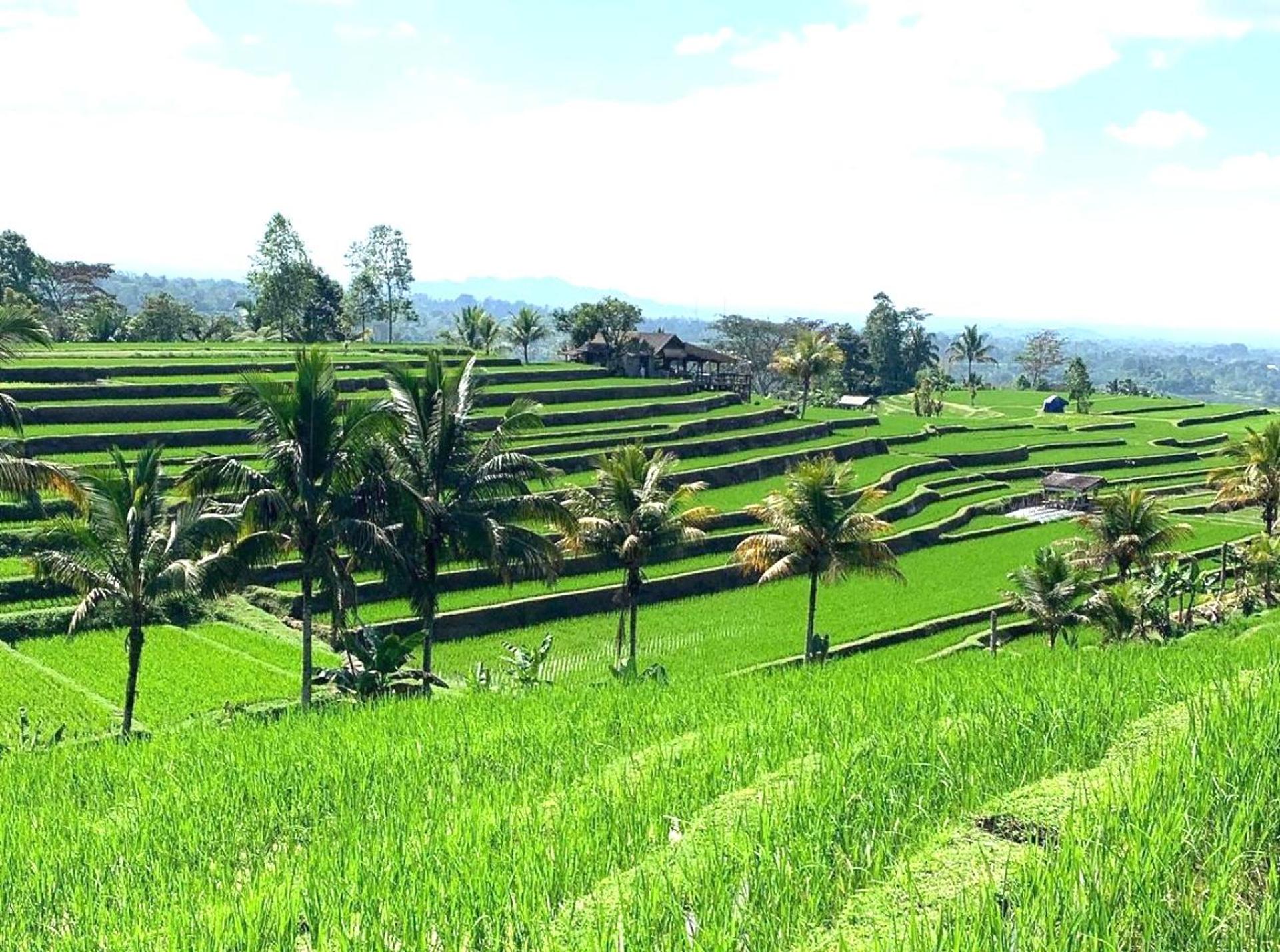 Bali: Tanah Lot, Jatiluwih Terrace, & Ulundanu Beratan Tour - Thumbnail 9
