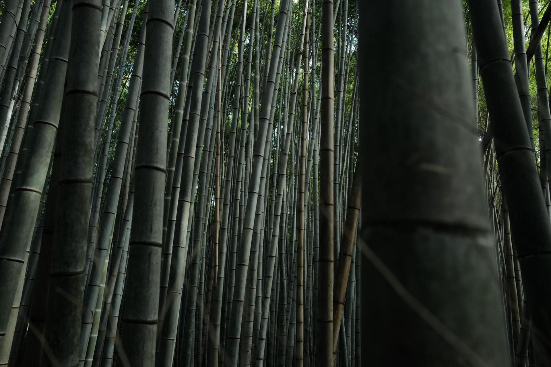 Kyoto: Early Morning Tour with English-Speaking Guide - Thumbnail 9