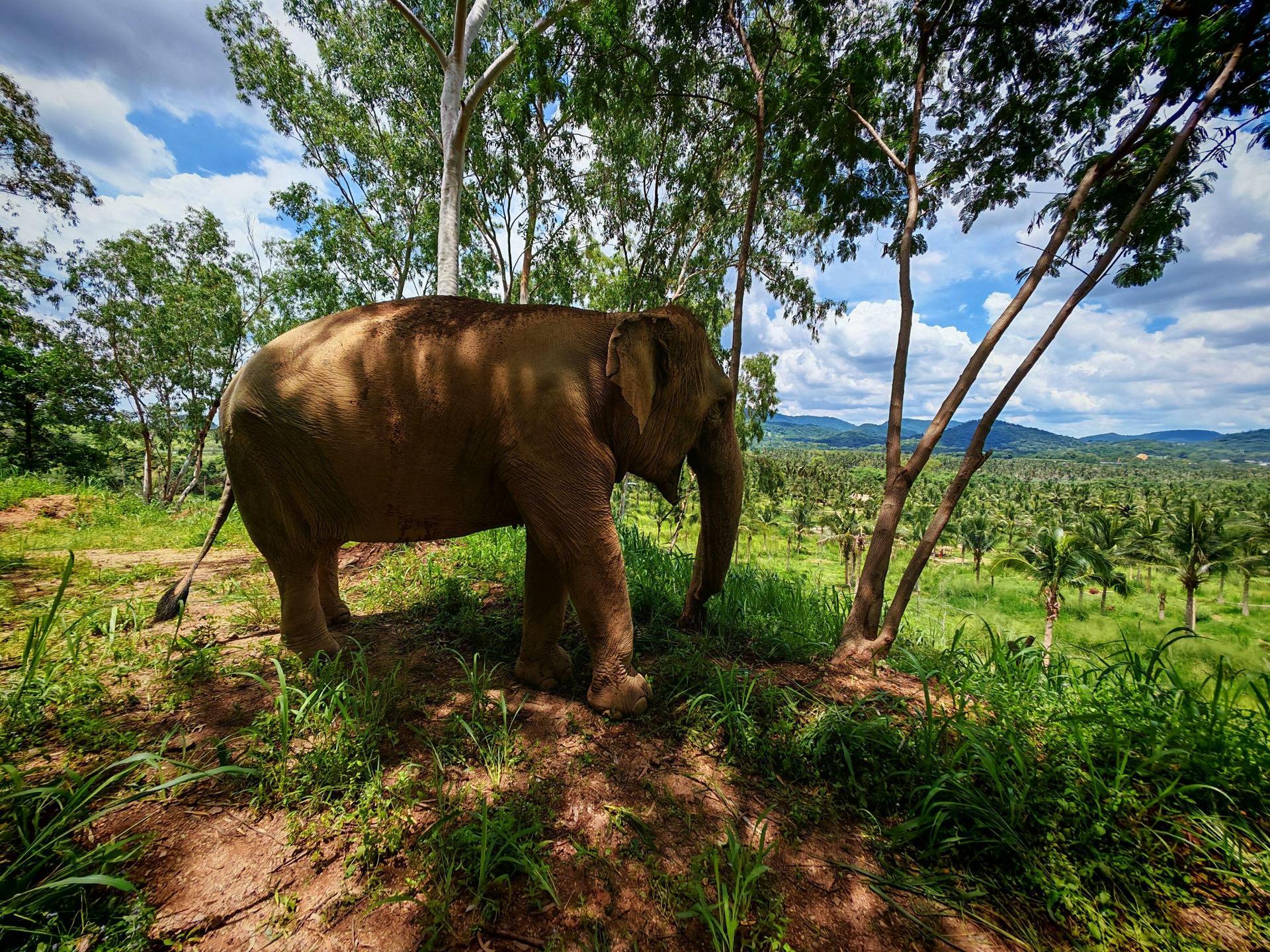 From Bangkok: Living Green Elephant Sanctuary Day Trip - Thumbnail 8