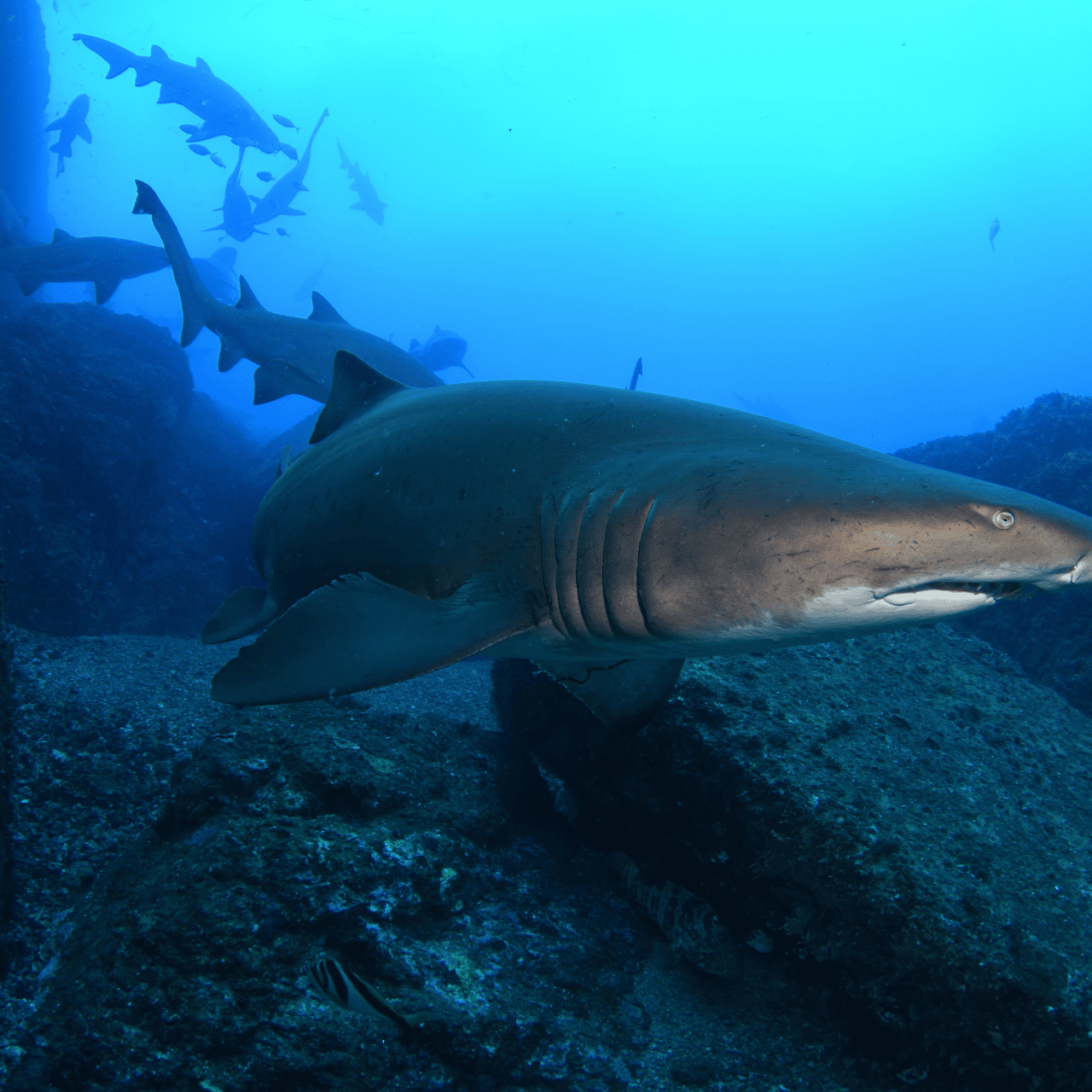 Shark Dive at Bushrangers Bay for Certified Divers in this destination