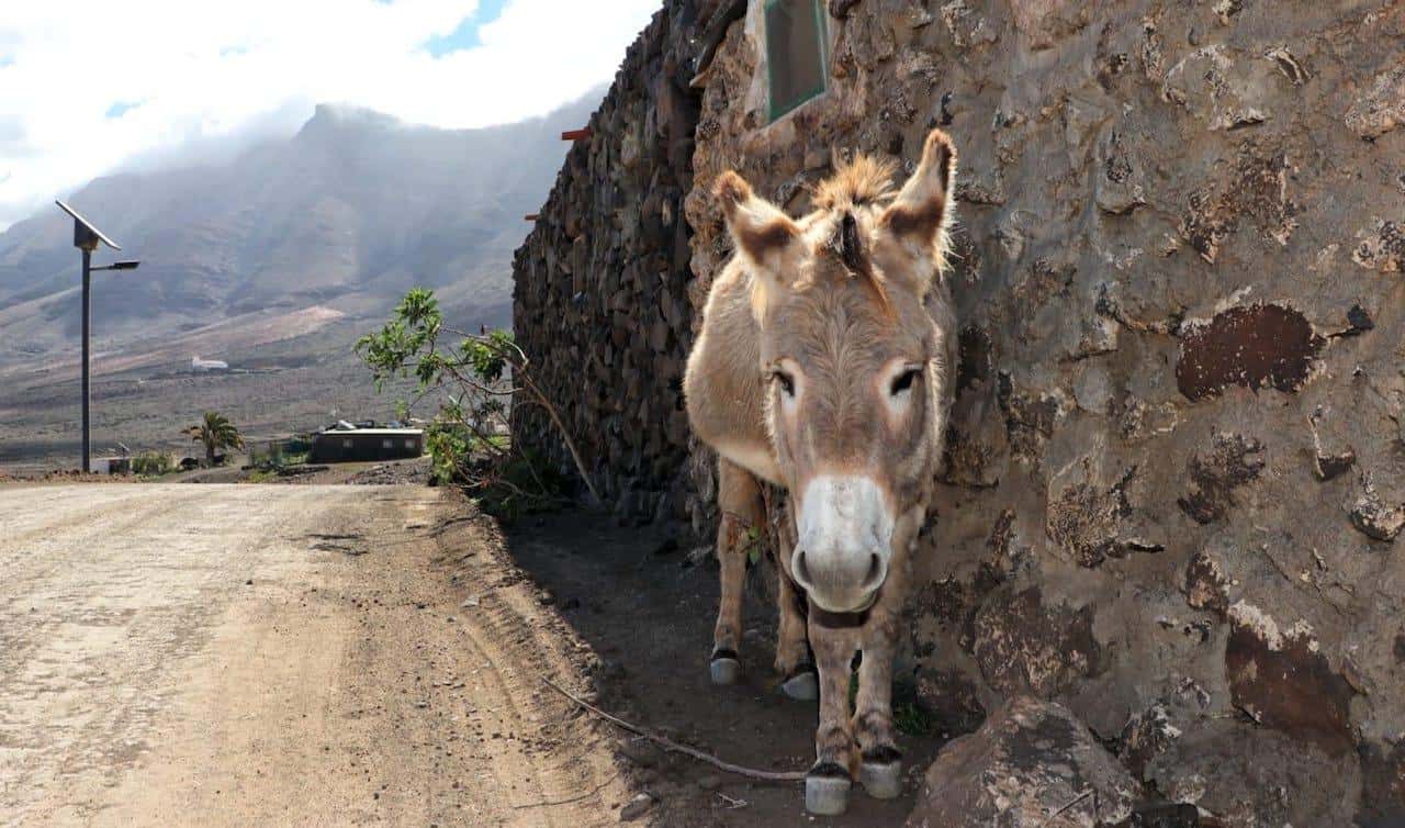 Galería de fotos para redes