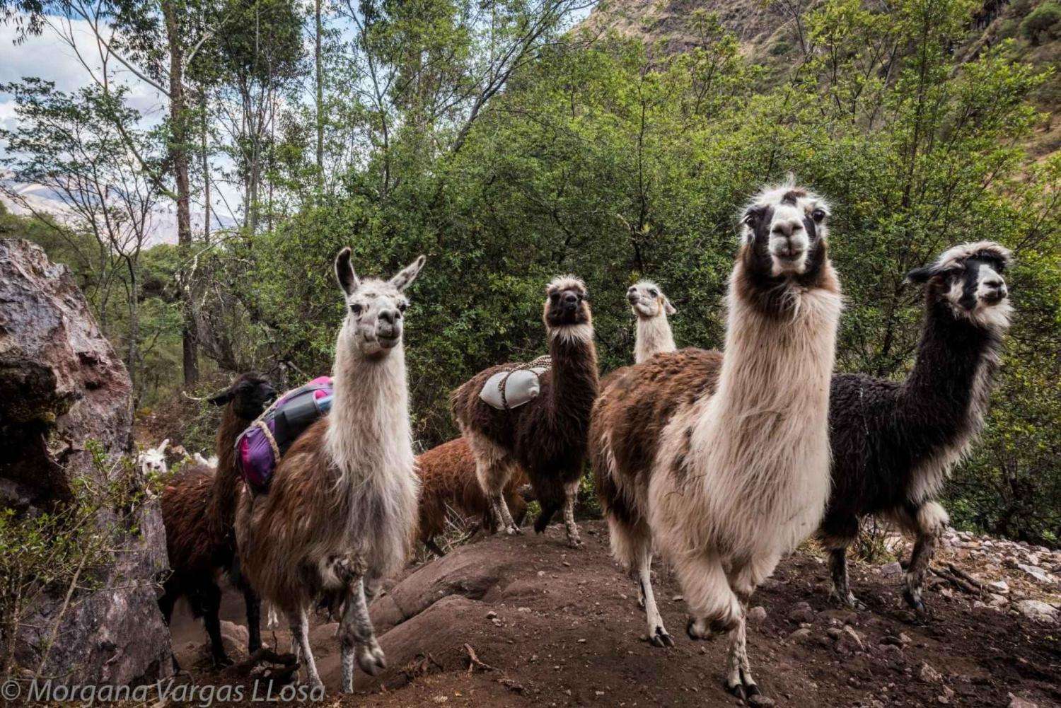 Galería de fotos para redes