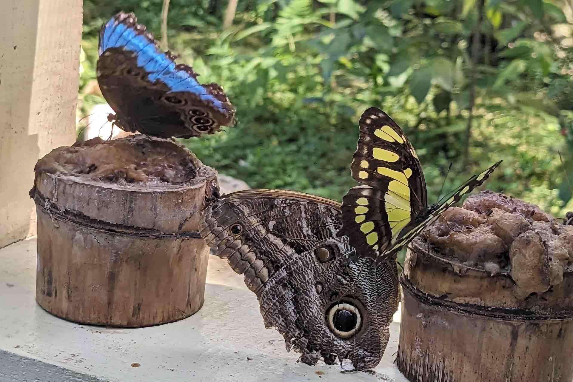 Colagem de mídia