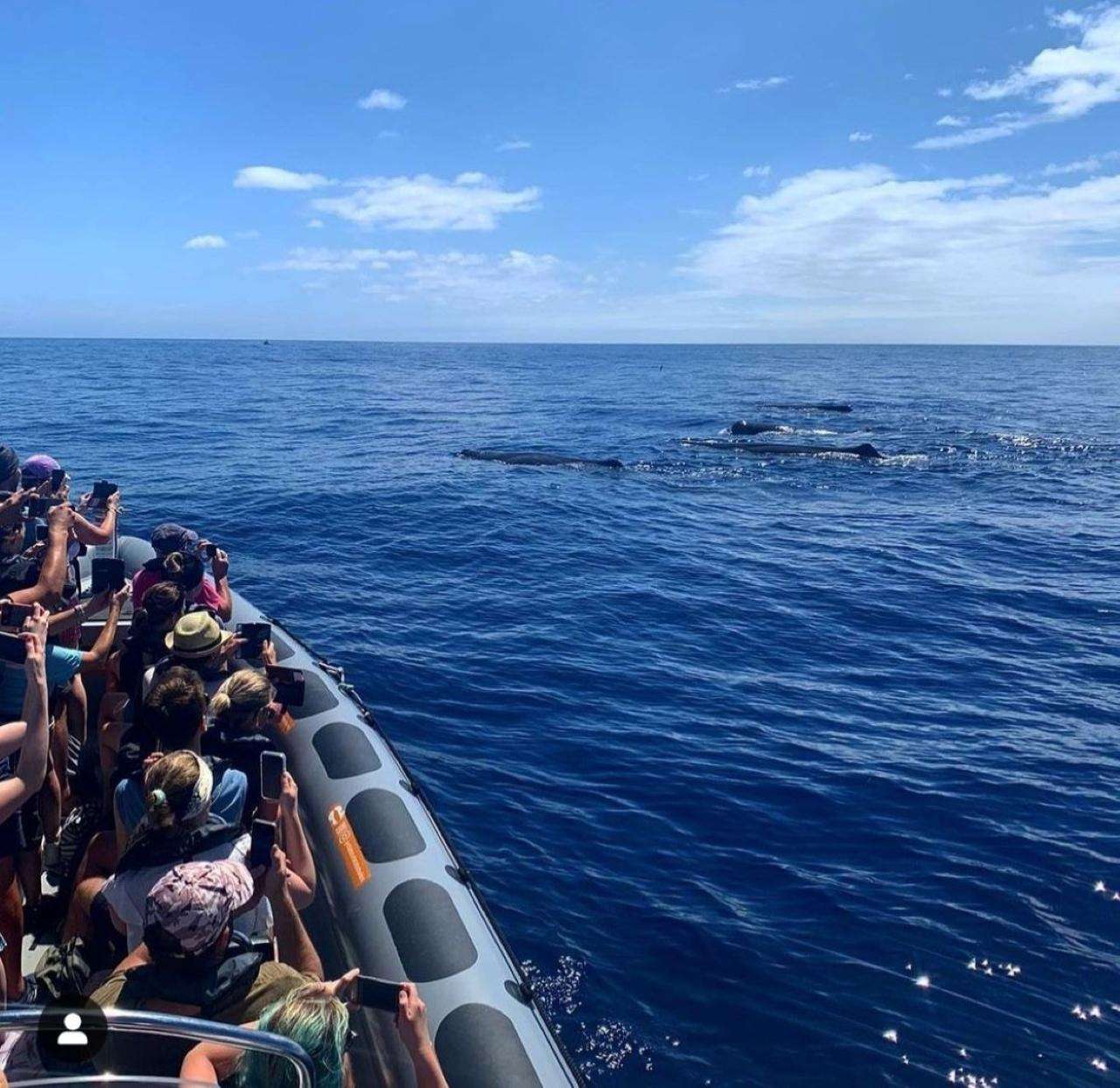 Galería de fotos para redes