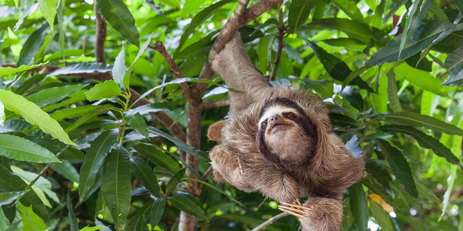 サンノゼ：ナマケモノと野生動物保護センター ツアー in Costa Rica