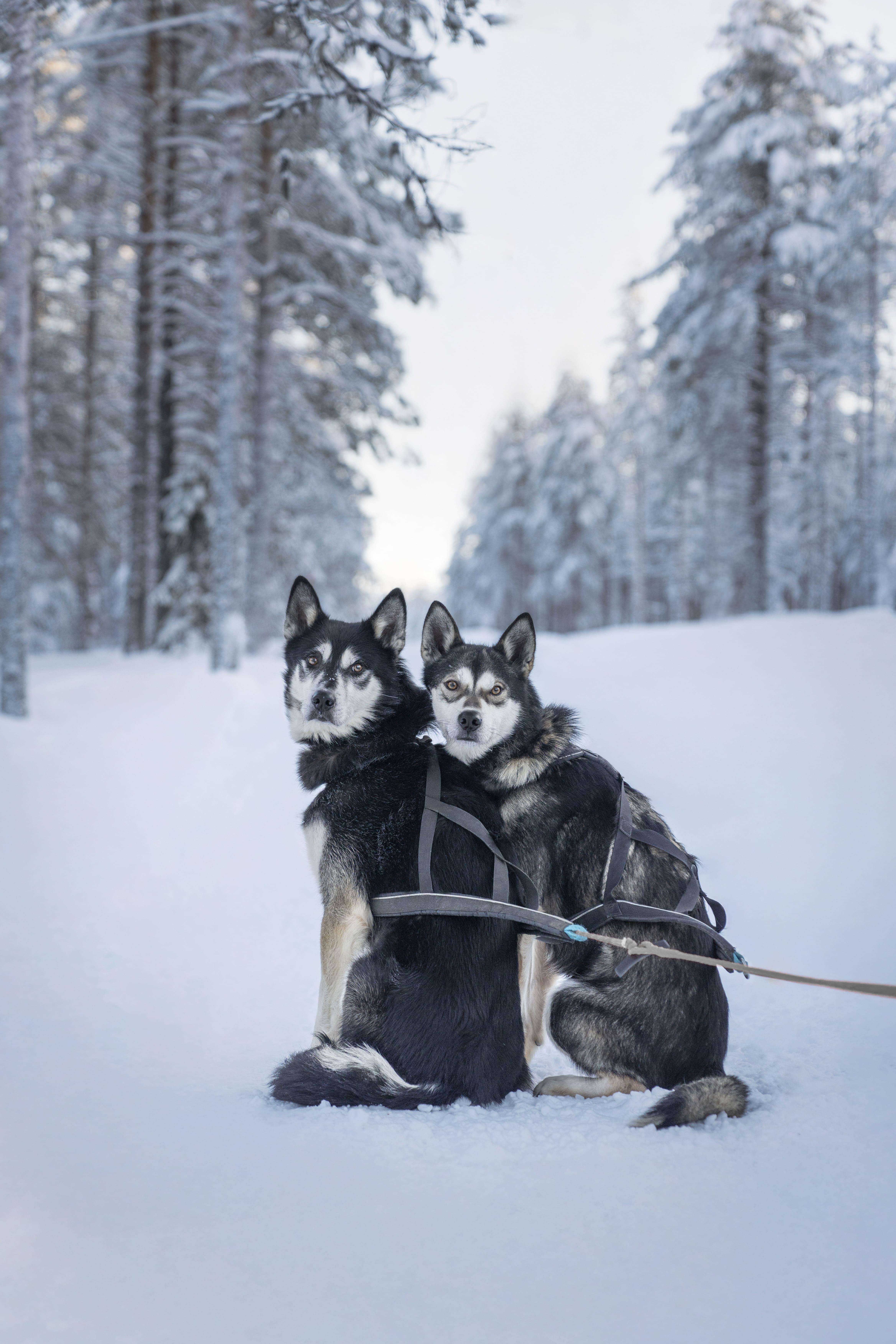 Медиаколлаж