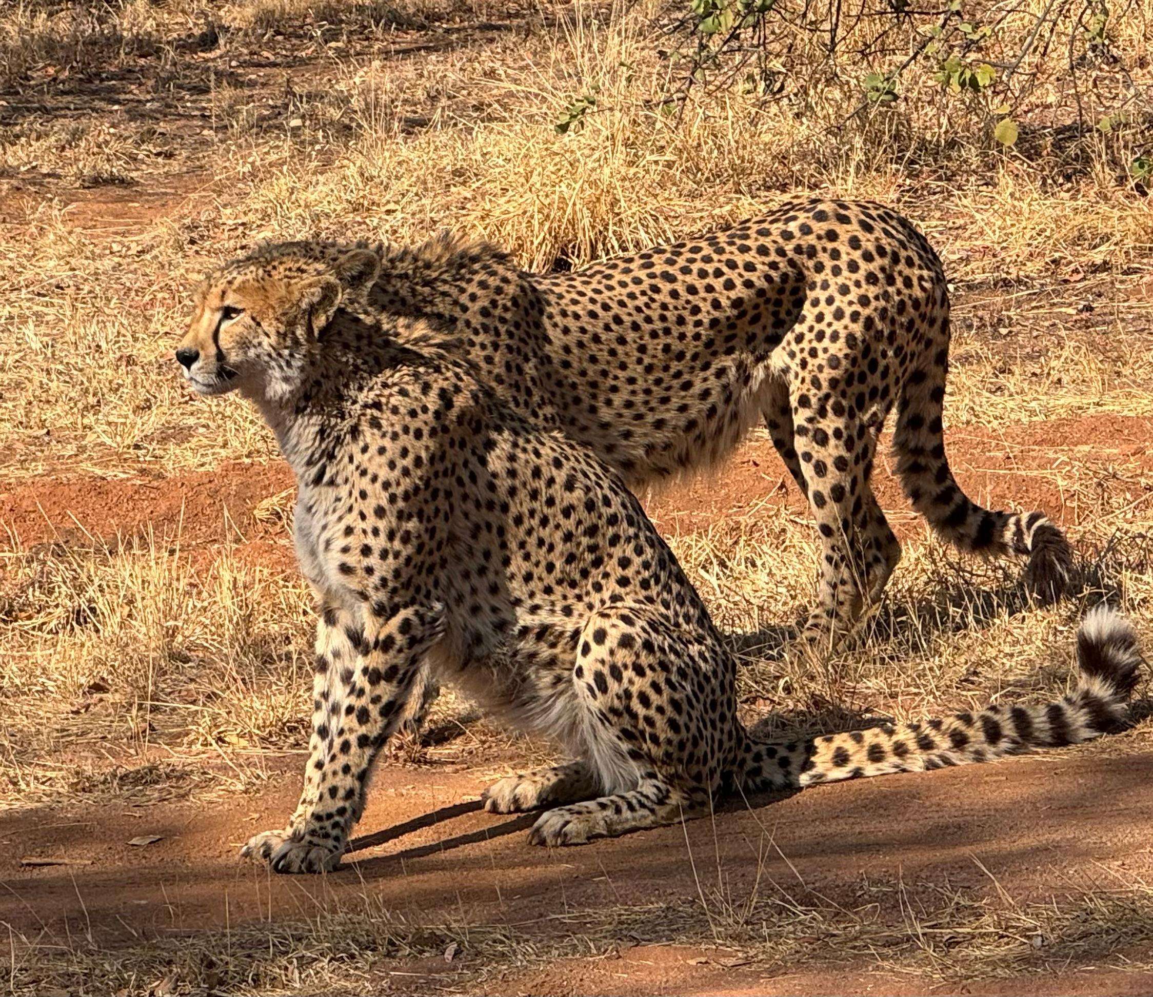 メディア コラージュ