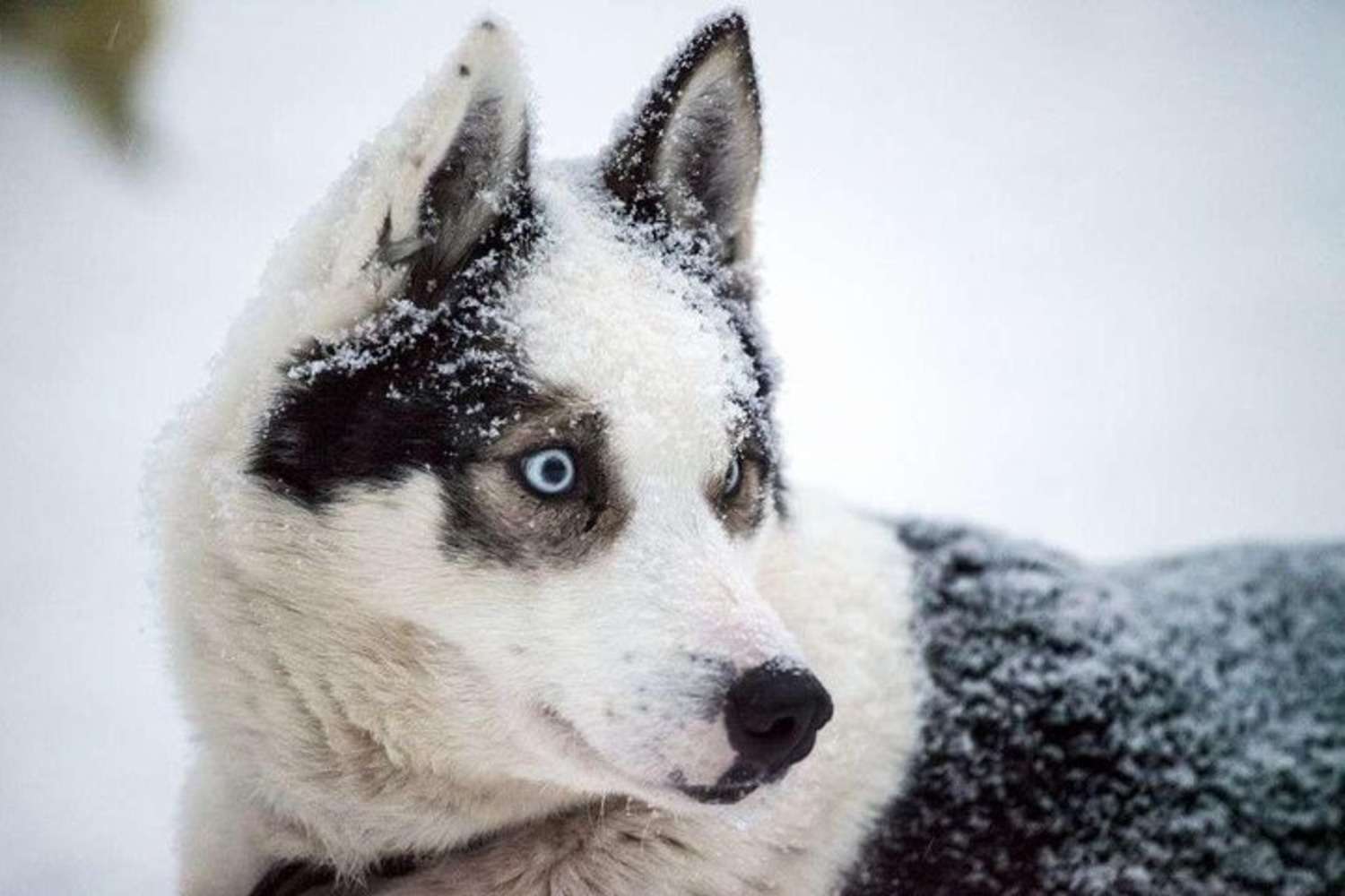 Медиаколлаж