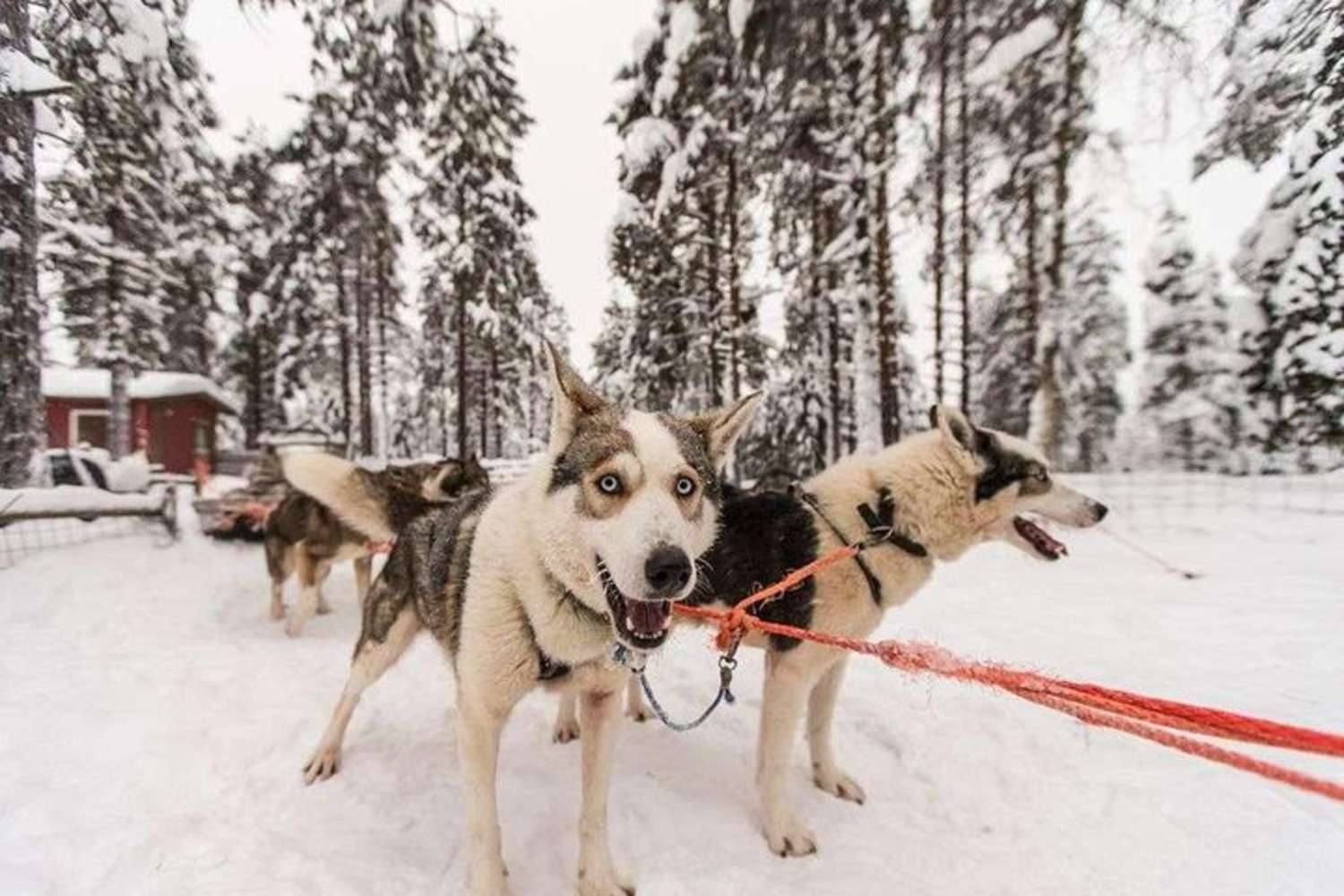 Медиаколлаж
