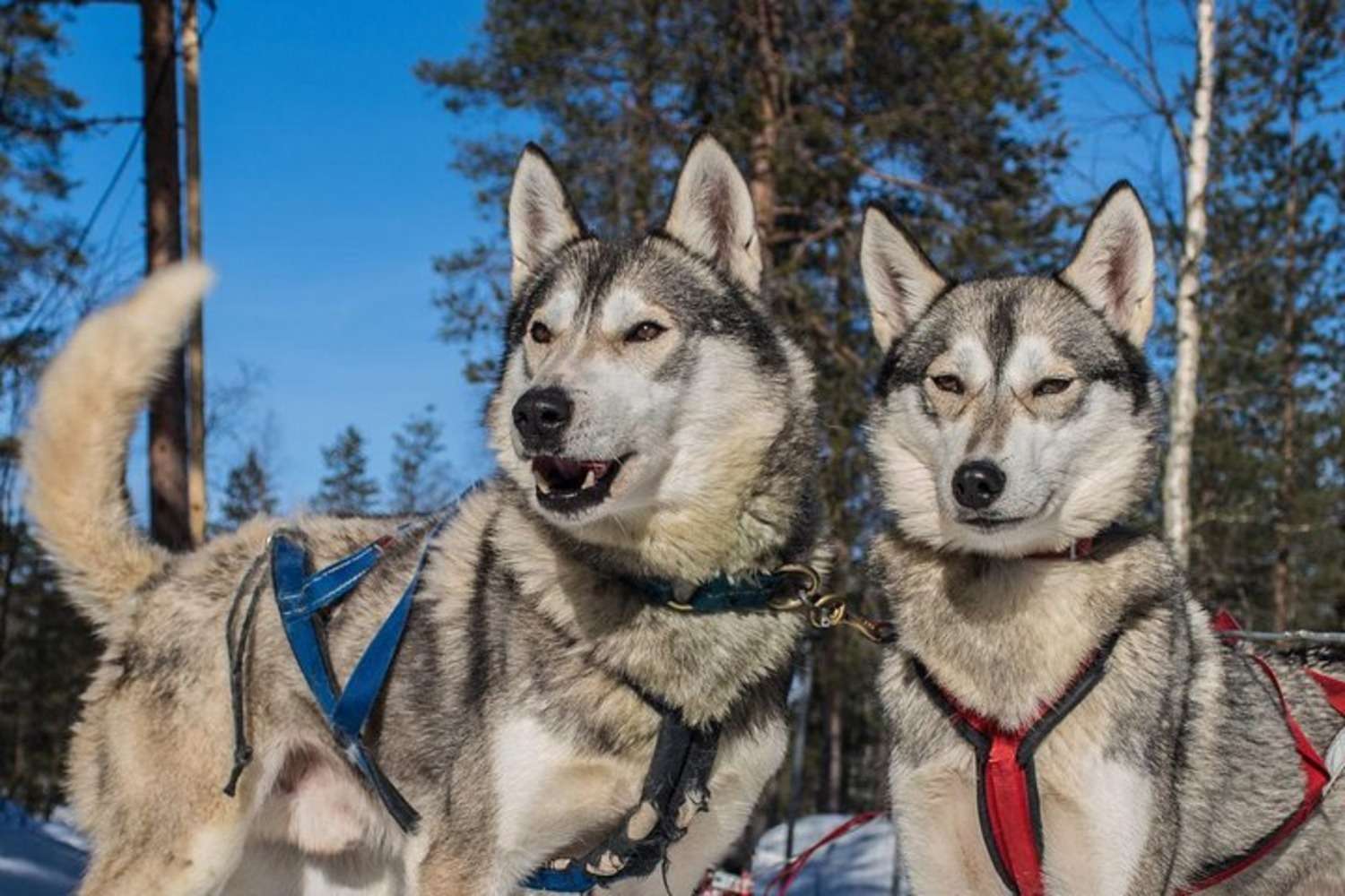 Медиаколлаж