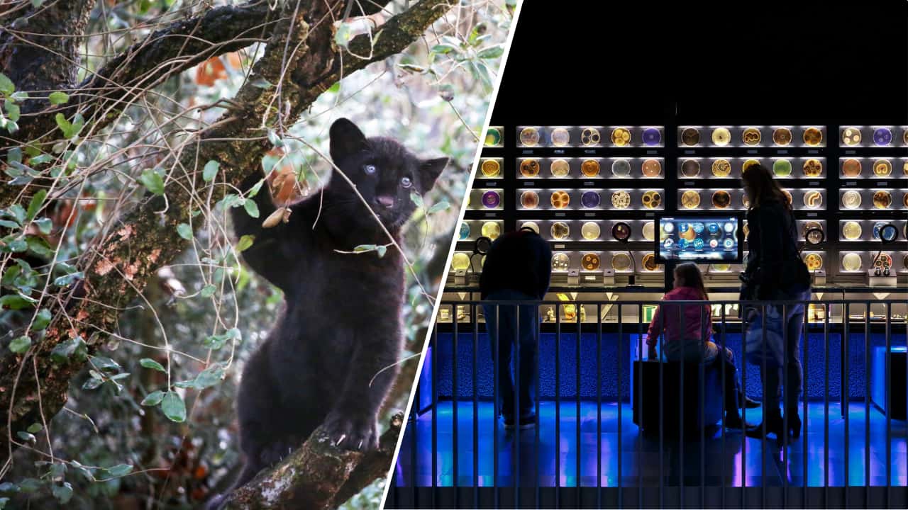 Mediencollage