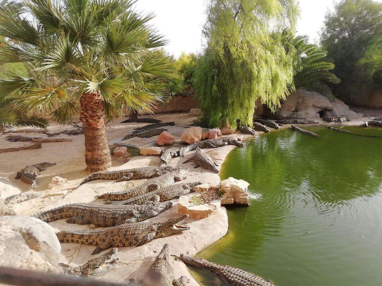 Djerba Crocodile Farm