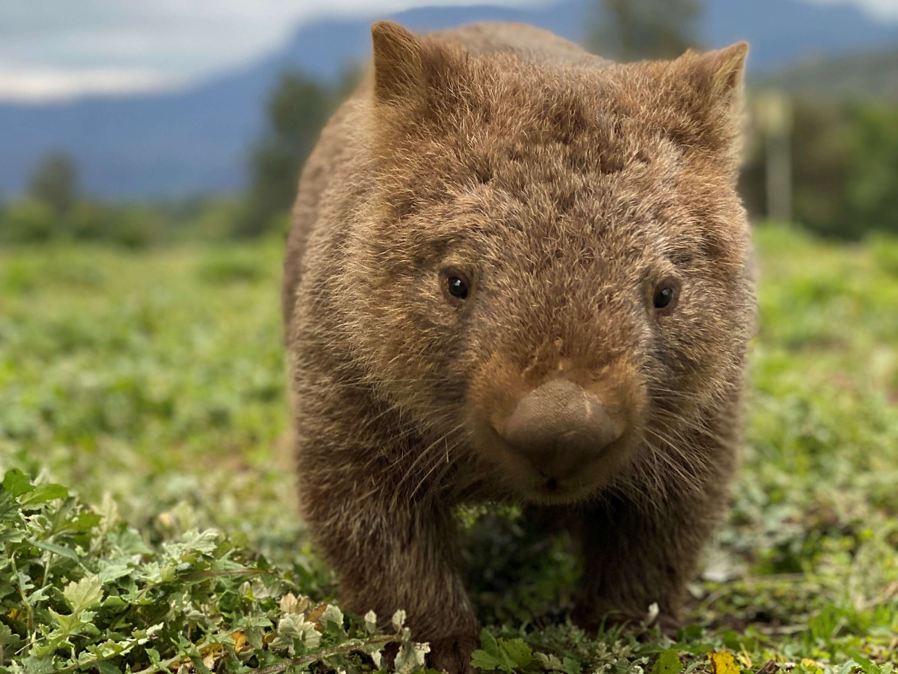 好きに オーストラリアのリアルで可愛い置物、カンガルー、ウォンバット おもちゃ