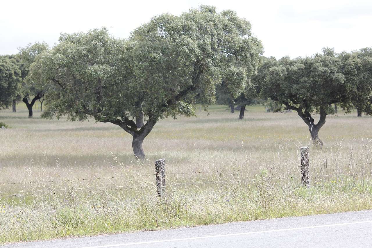 Colagem de mídia