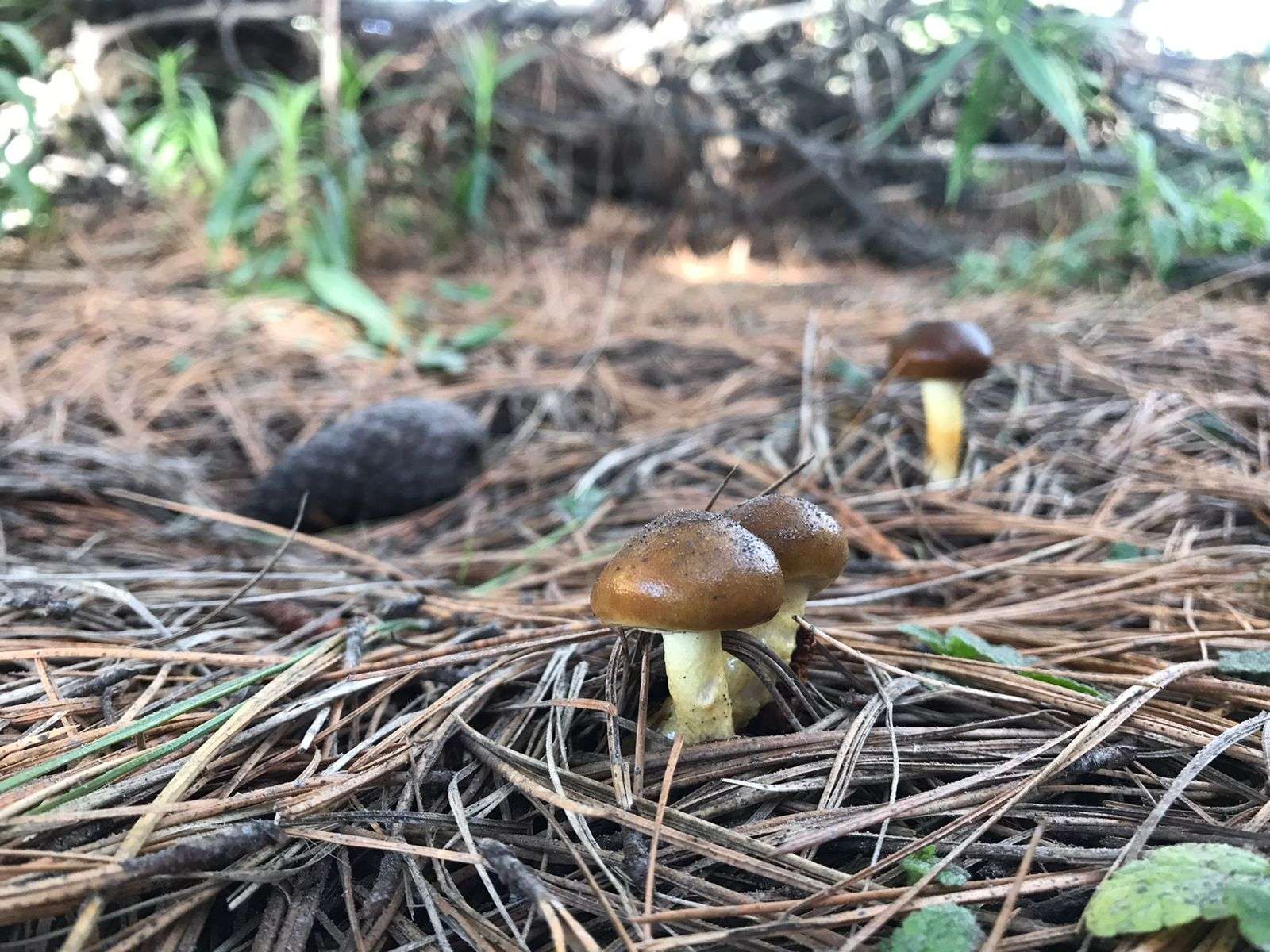 Colagem de mídia