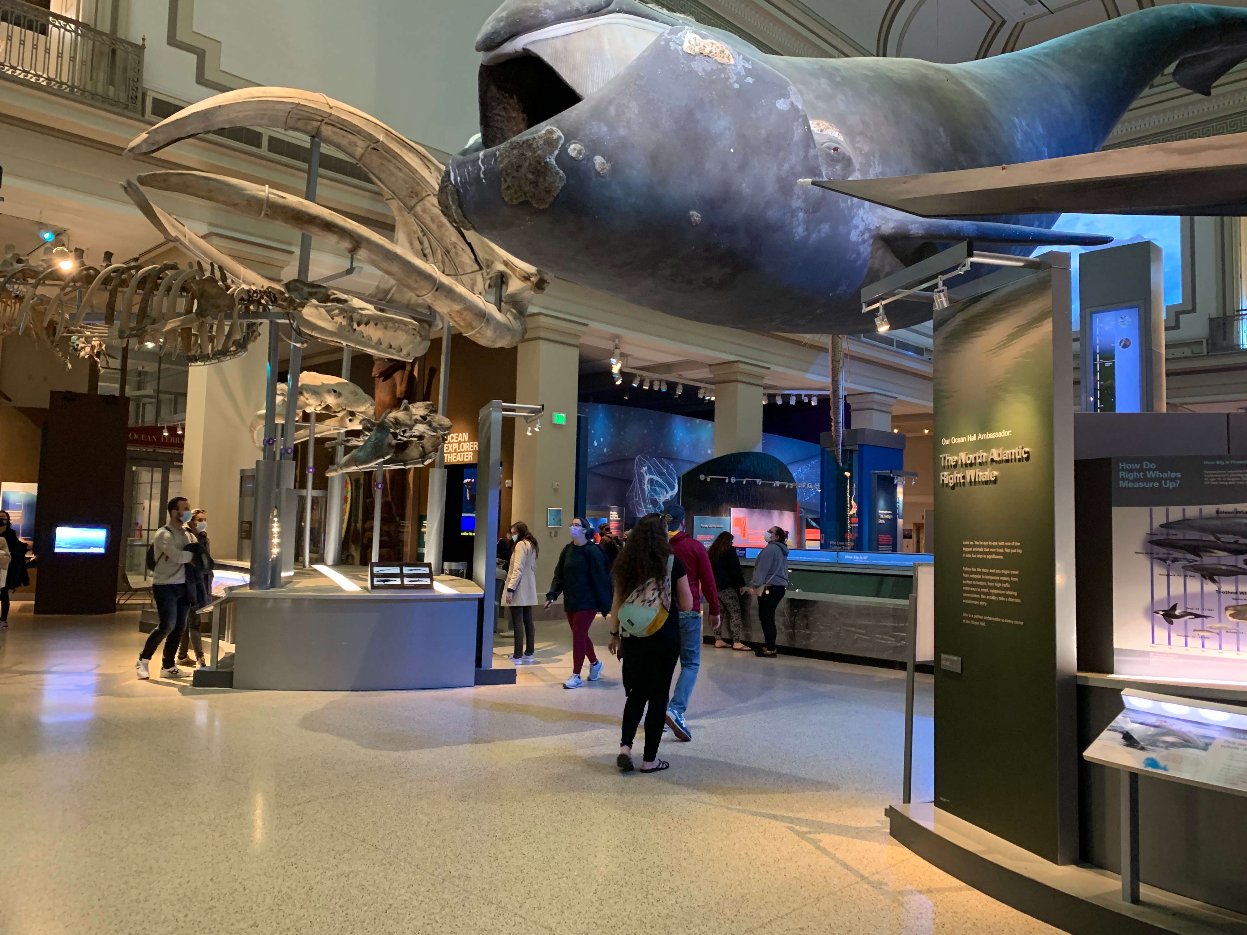 Smithsonian National Museum of Natural History Guided Tour | GetYourGuide