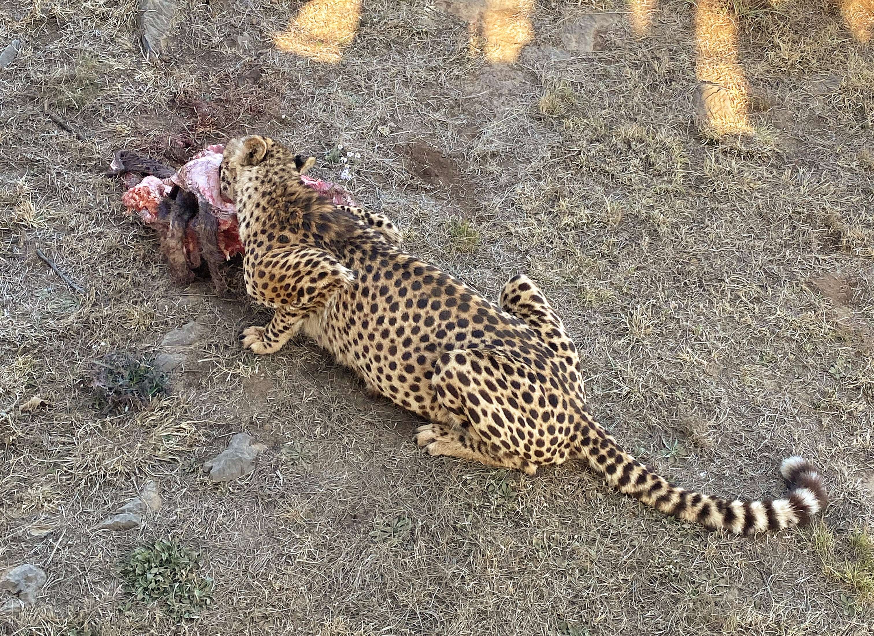 Colagem de mídia