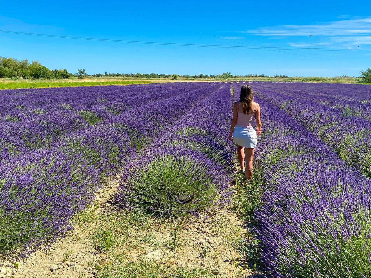 Lavender Field & Distillery Tour tussen Nîmes en Arles | GetYourGuide