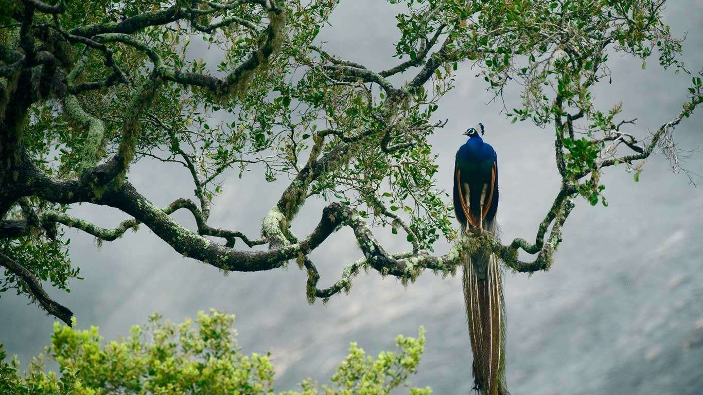 Colagem de mídia