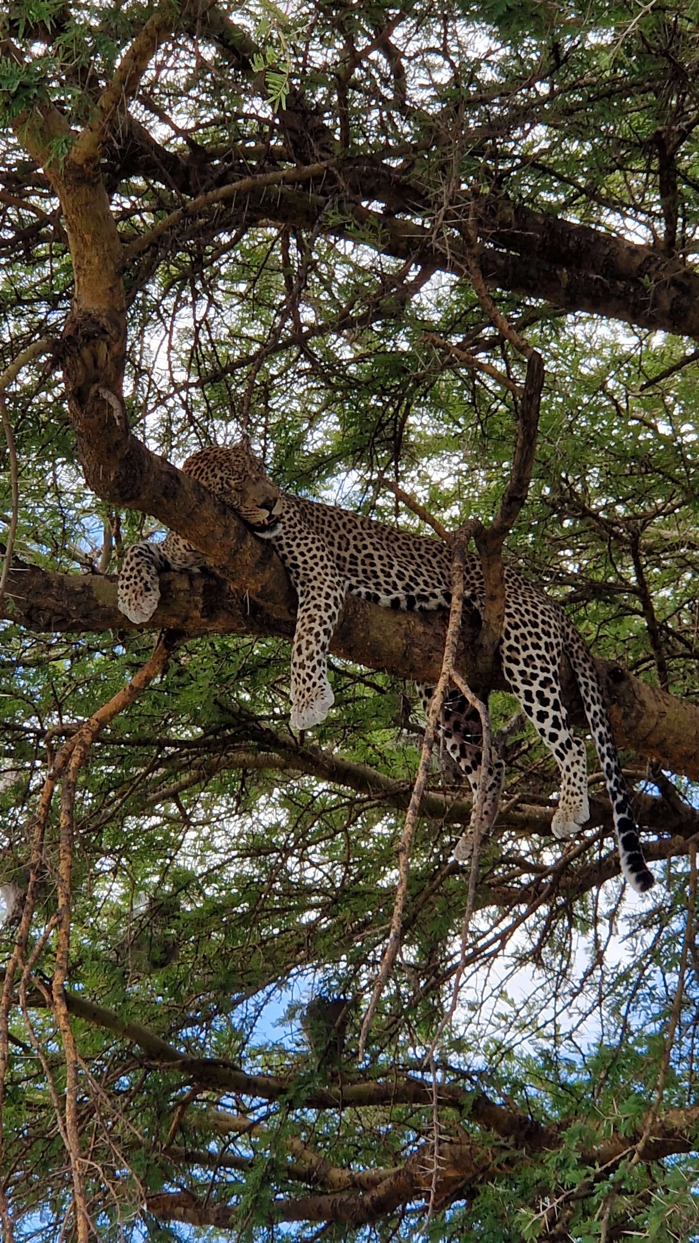 Repülős - Leopard szárú