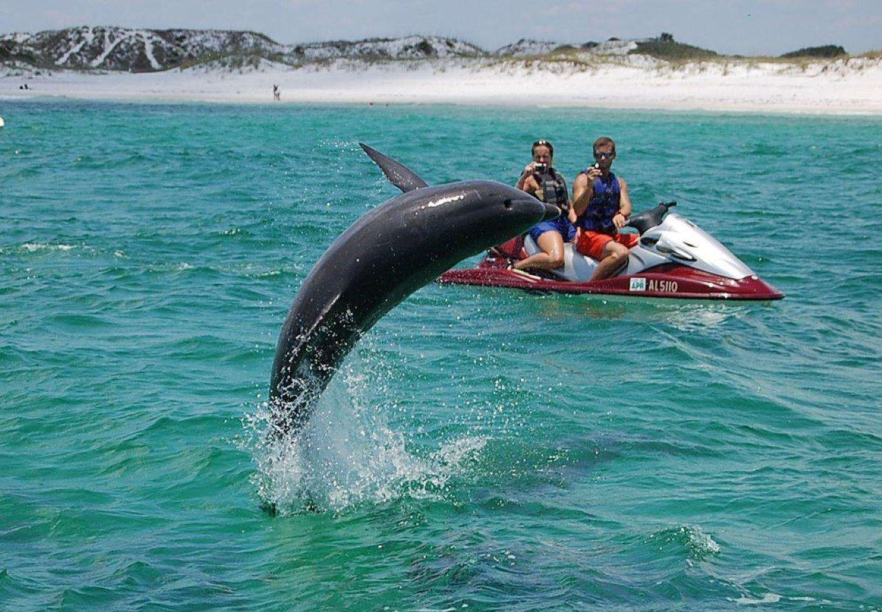 Crab Island Dolphin Jet Ski Tour in this destination