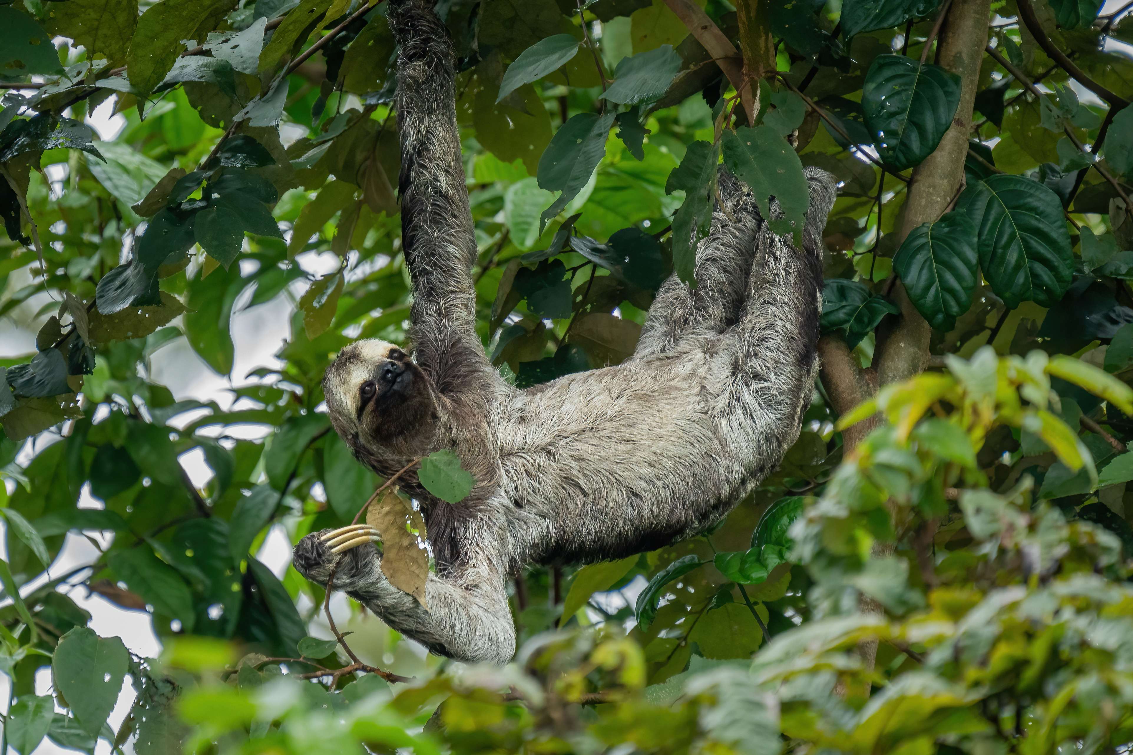 Galería de fotos para redes