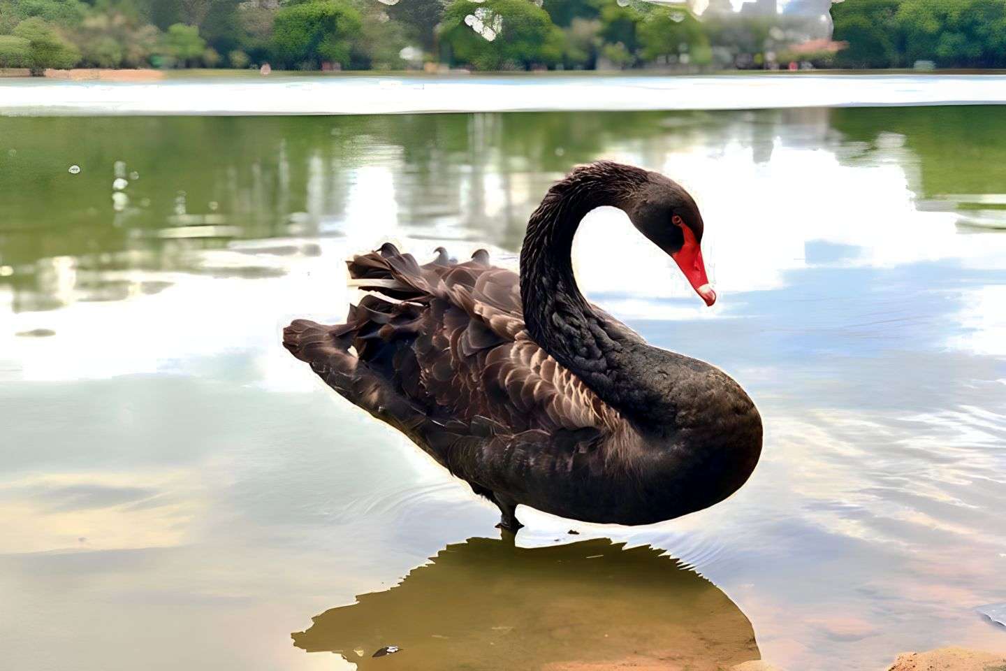 Colagem de mídia