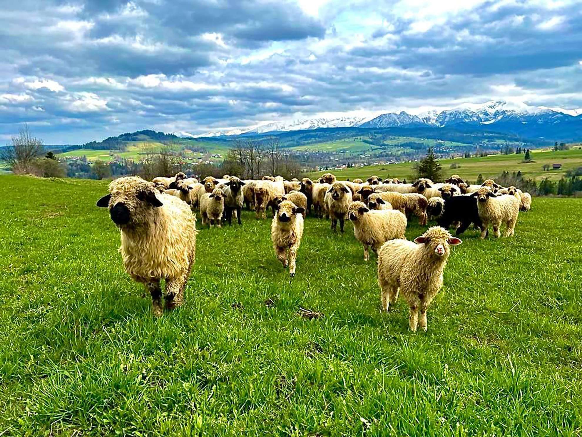 Galería de fotos para redes