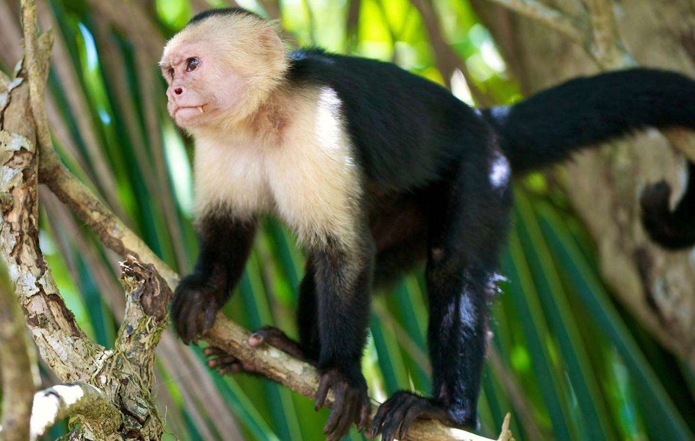 Panama Canal & Monkey Island Guided Boat Tour in this destination