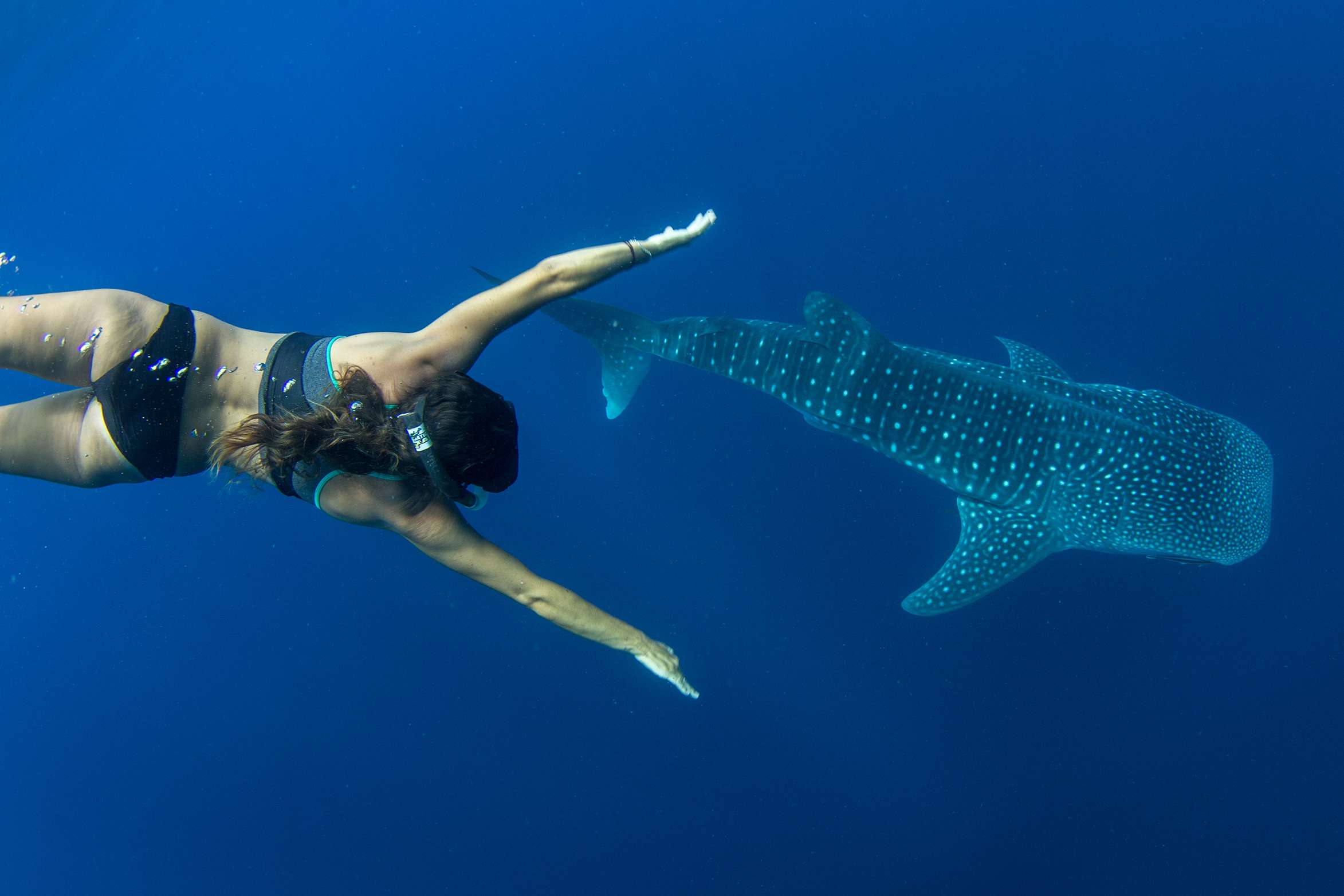 Swim with Whale Sharks Boat Cruise in this destination