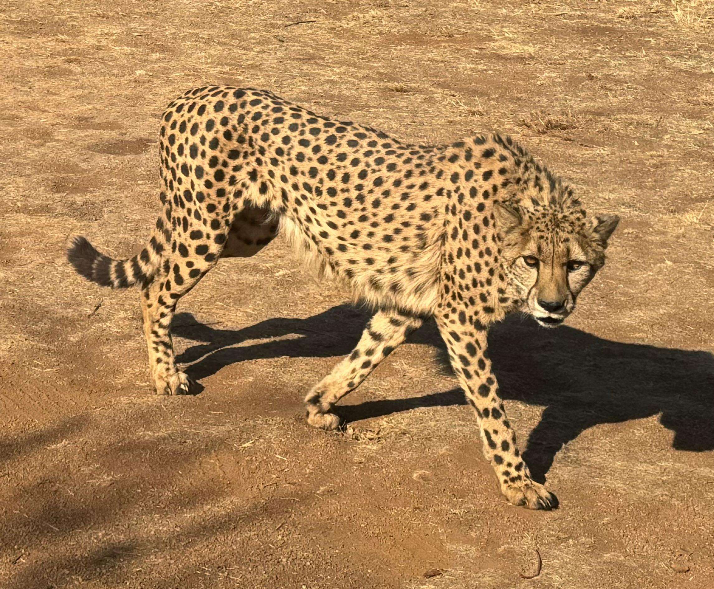 メディア コラージュ