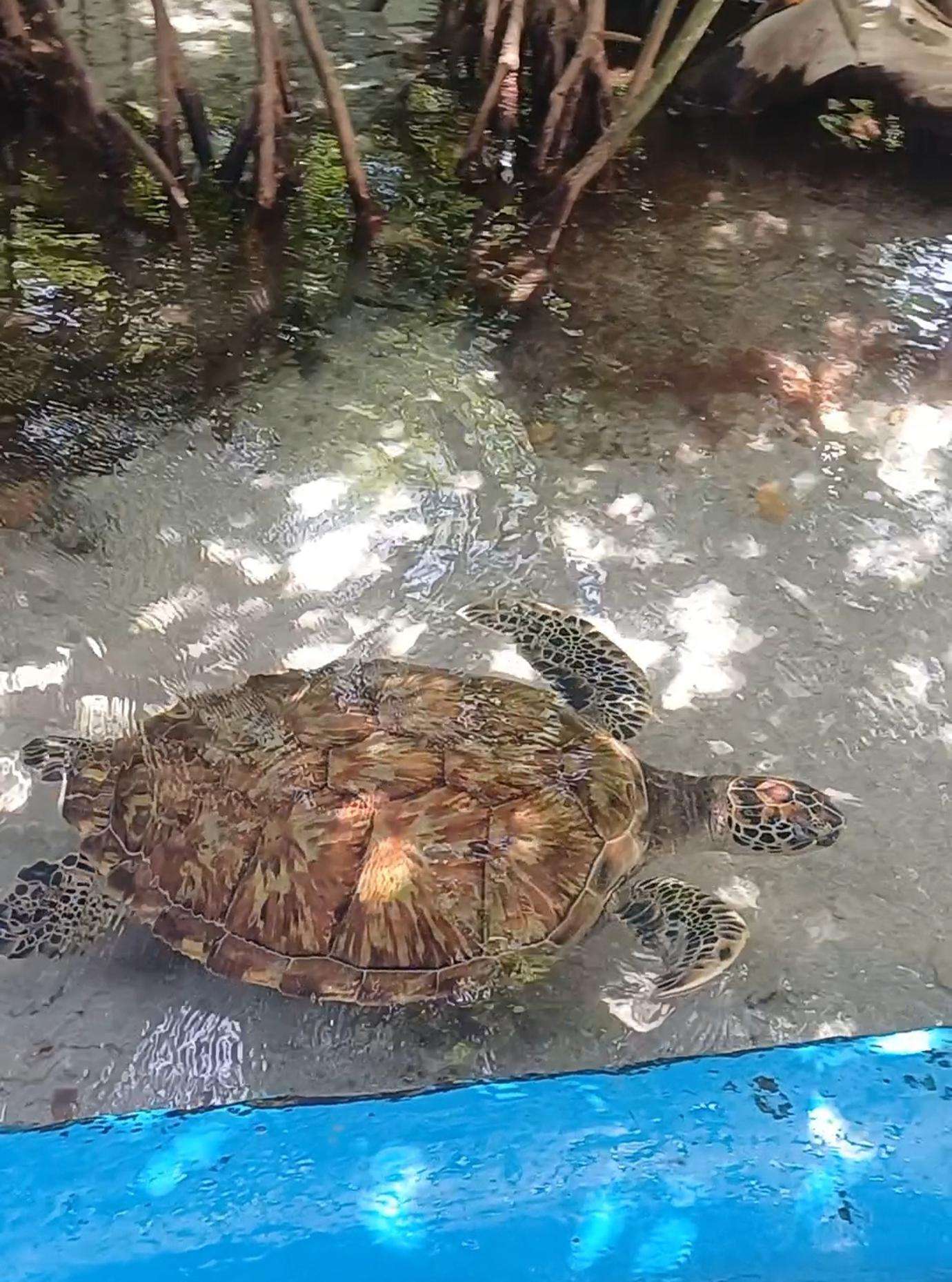 Colagem de mídia