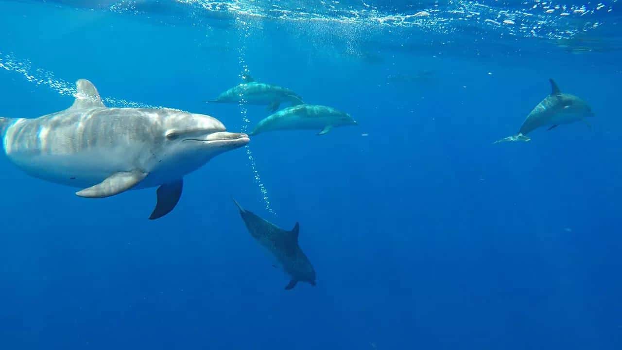 Galería de fotos para redes