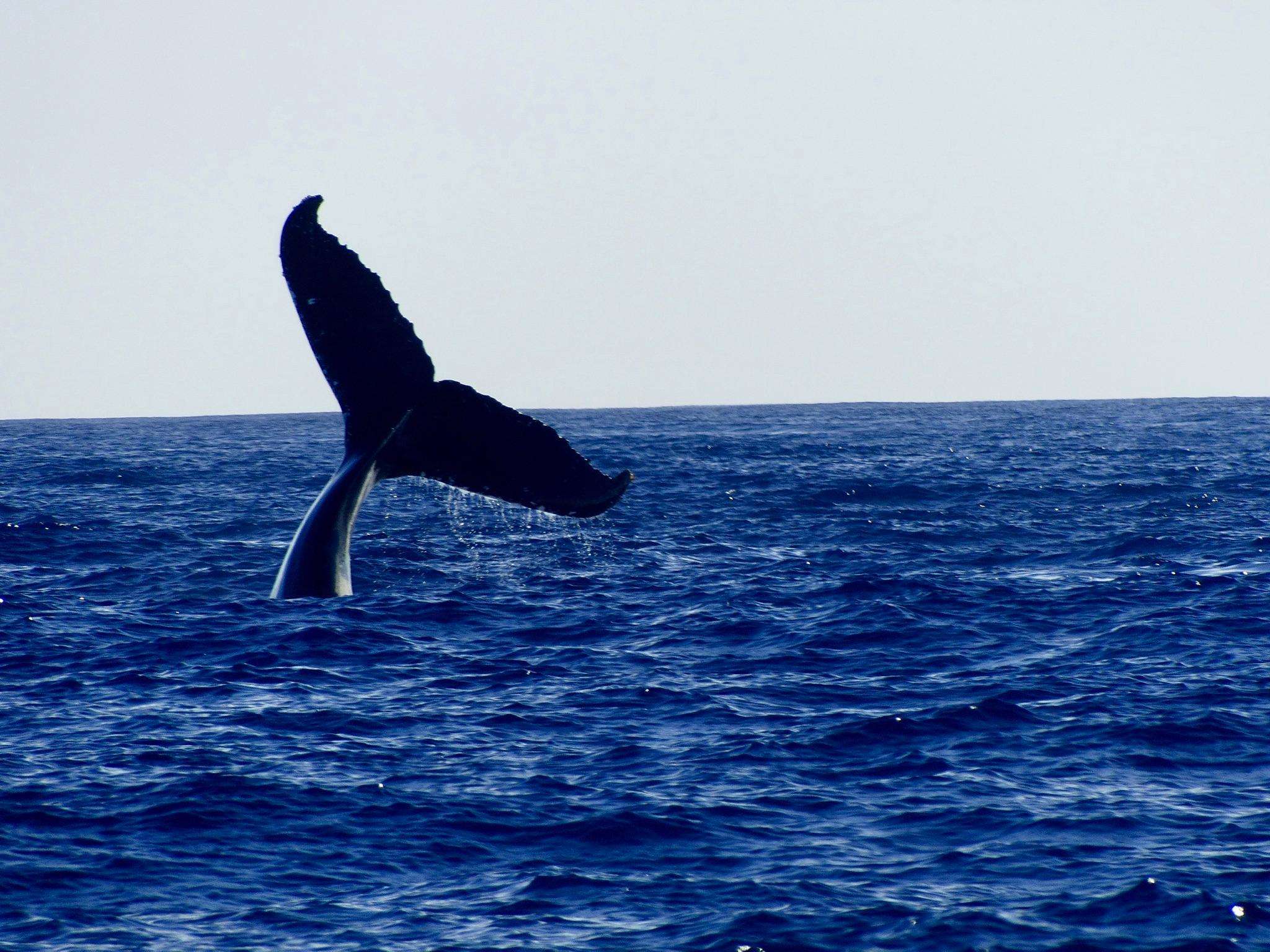 Safari Cruise Tour, Cetacean Sighting in this destination