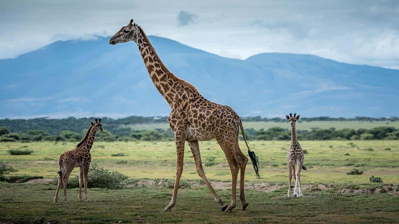 Galería de fotos para redes