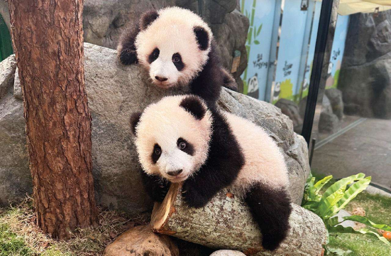 Медиаколлаж