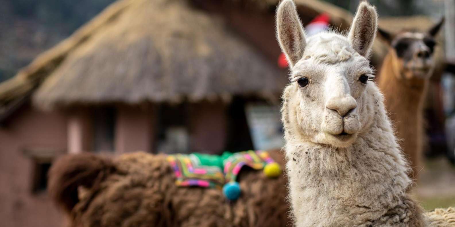 Galería de fotos para redes