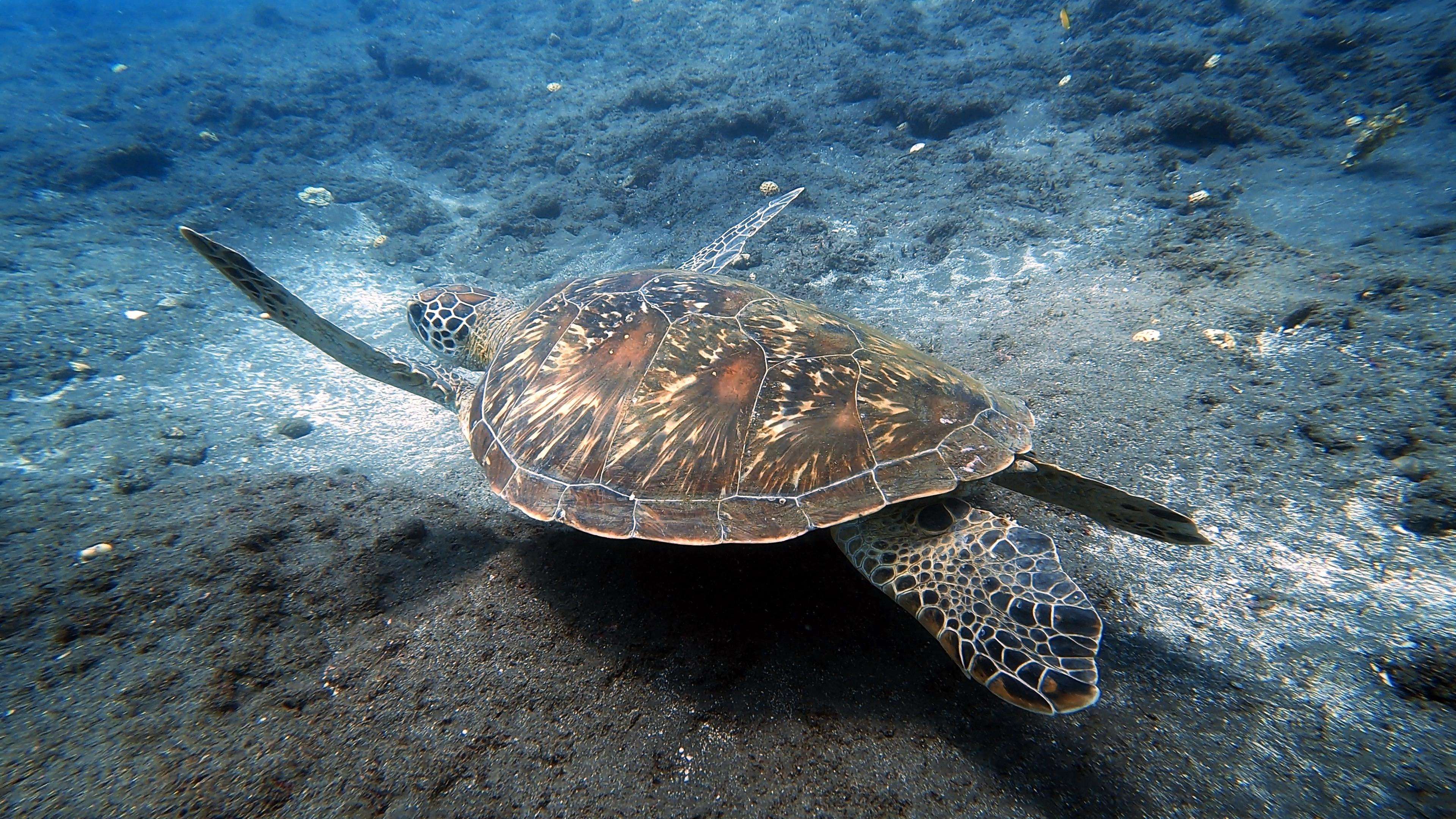 Introductory Dive at Cap Lahoussaye in this destination