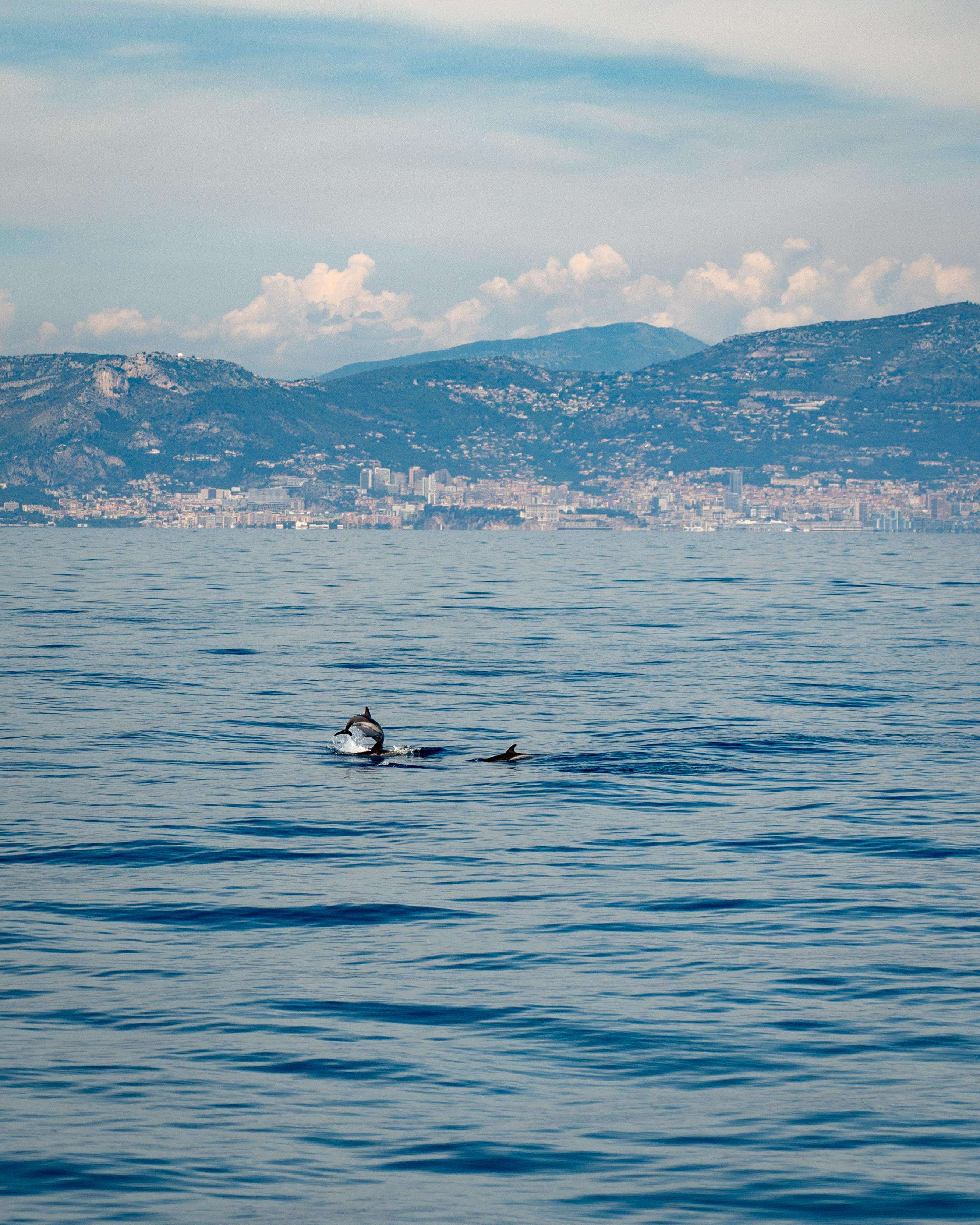 Cetacean Watching Boat Cruise in this destination