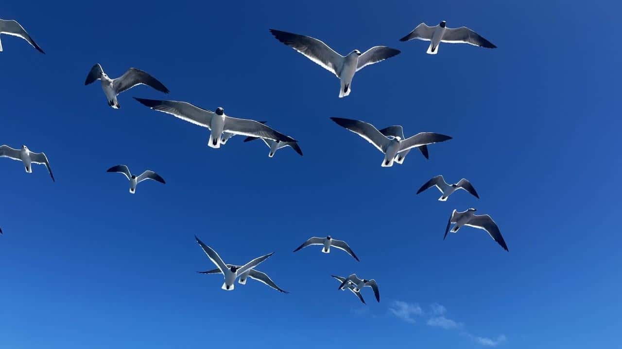 Colagem de mídia