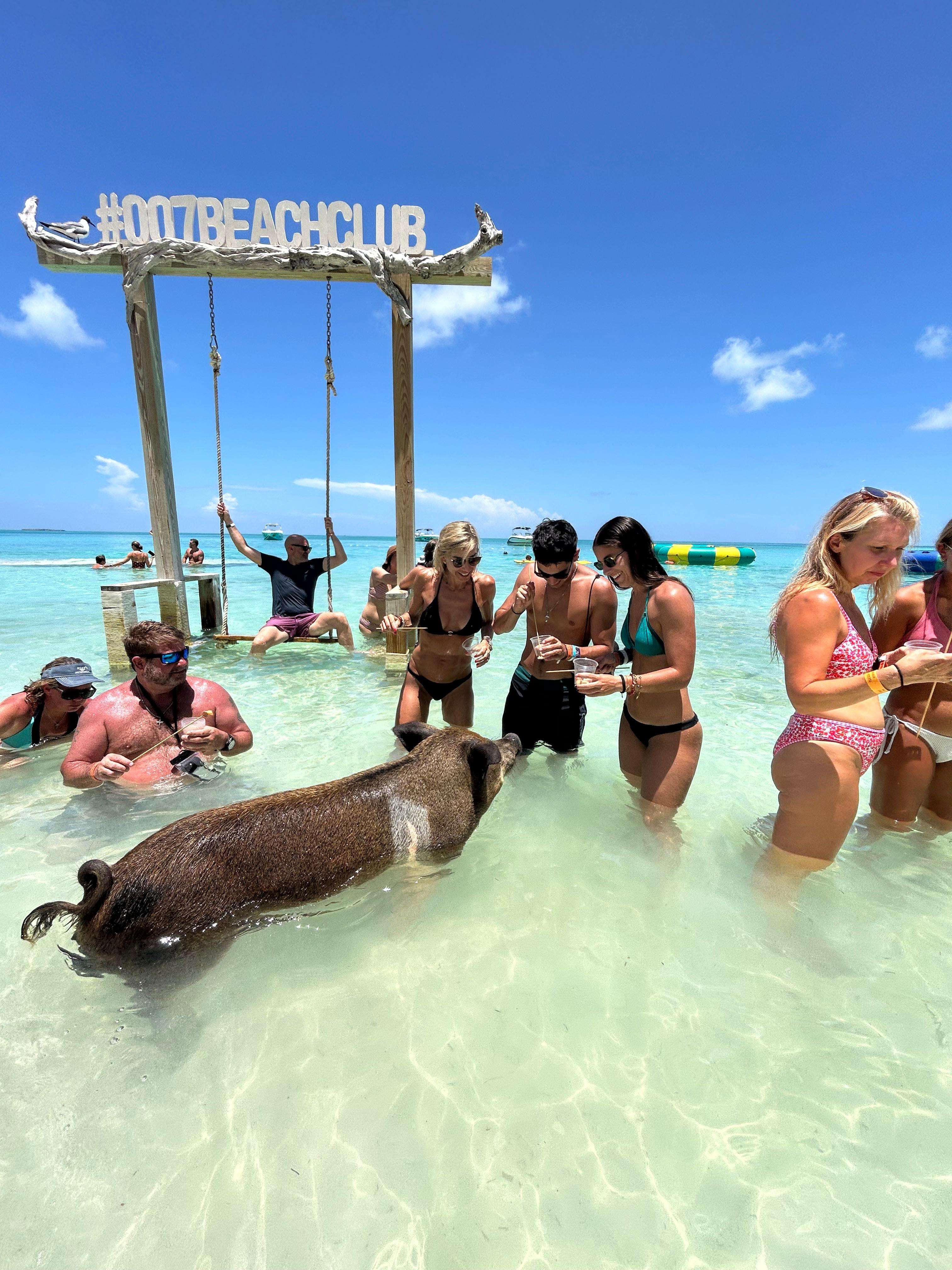 Pigs, Snorkel, Turtles, Lunch, Private Beach Club in this destination