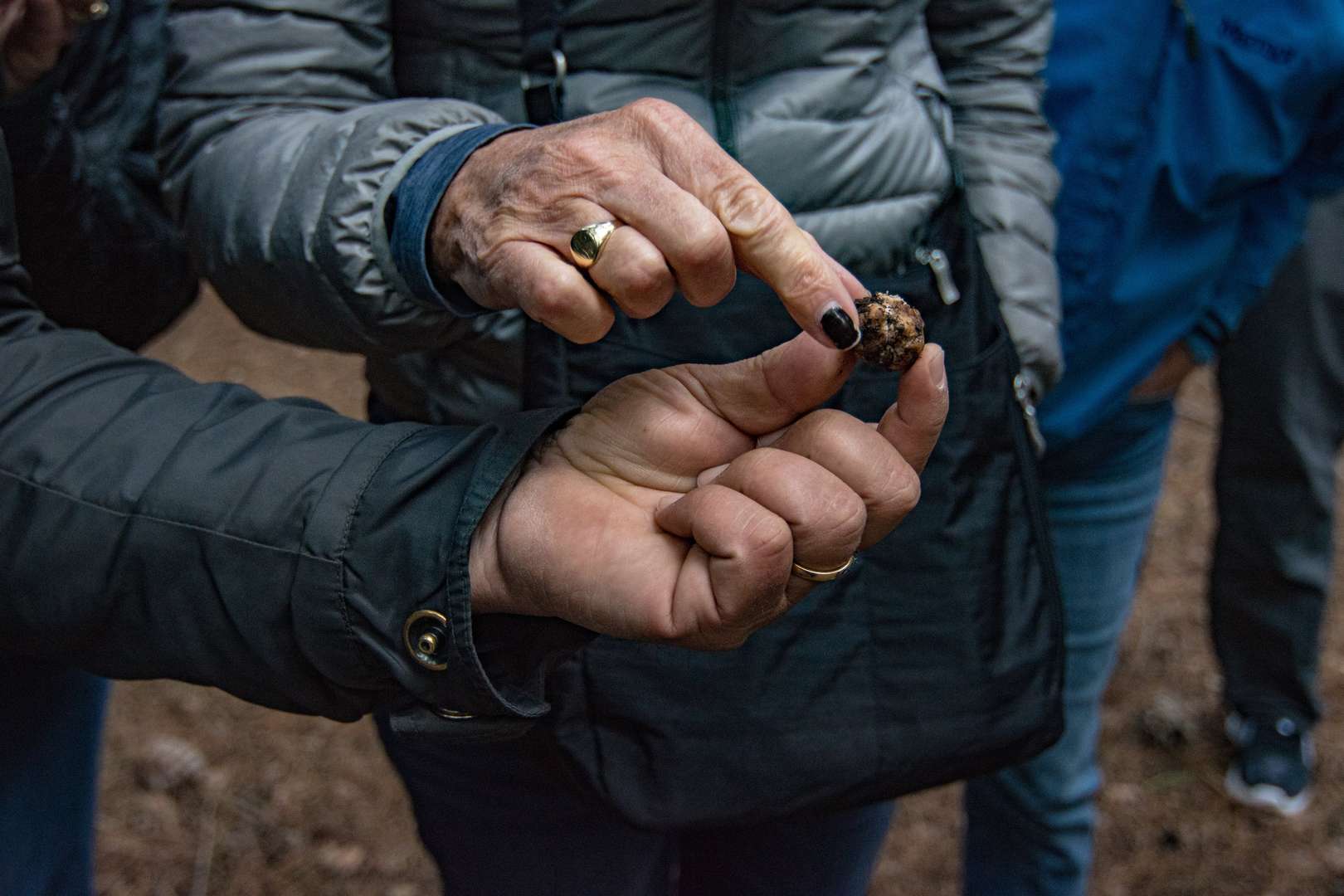 Truffle Hunt