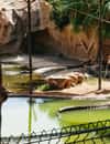 Cocodrilo Park Gran Canaria