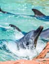 Park rozrywki Discovery Cove